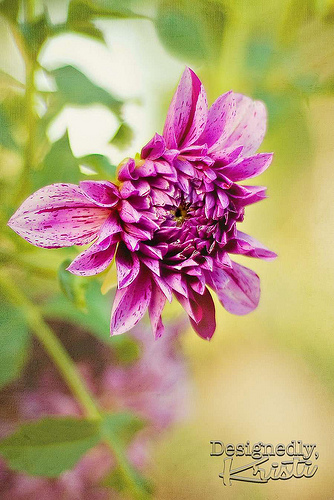Neighbor's Dahlia