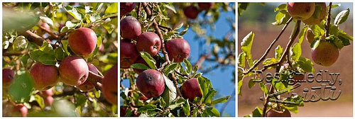 Apple Mosaic