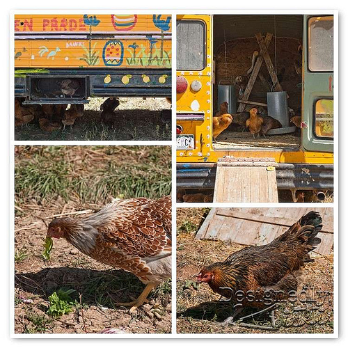 Chicken Bus Mosaic