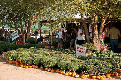 Farmer's Market
