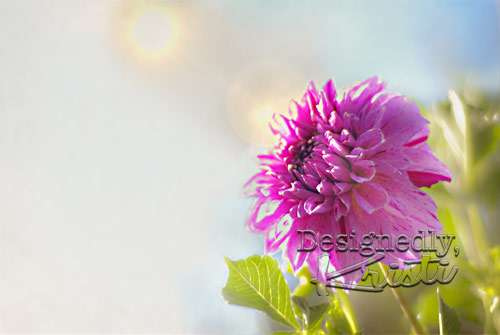 Neighbor's Dahlia