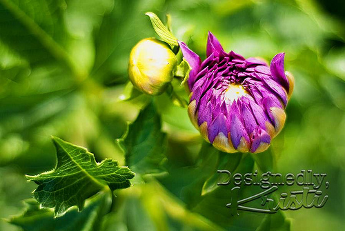 Neighbor's Dahlia