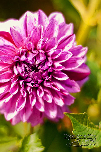 Neighbor's Dahlia