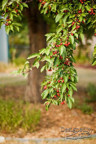 Crabapple Tree