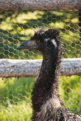 Emu