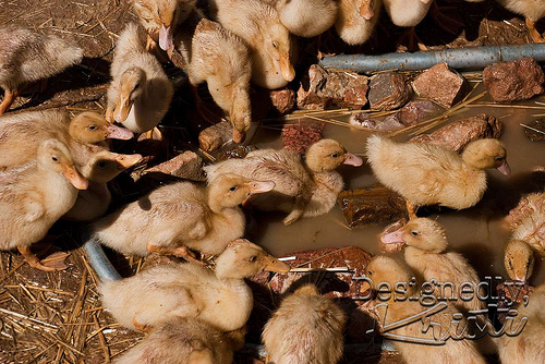 Ducklings - 4