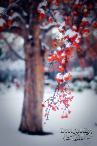First Snow of the Season