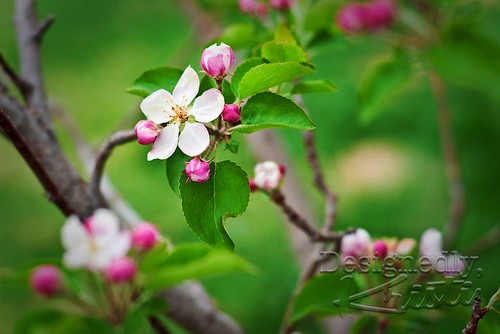 Apple Blossoms
