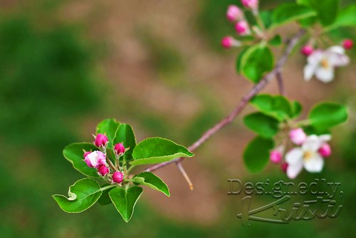 Apple Blossoms