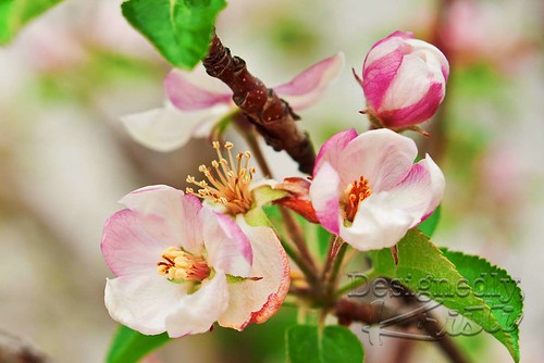 Apple Blossoms