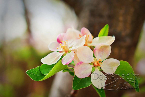 Apple Blossoms