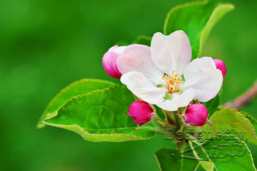 Apple Blossoms