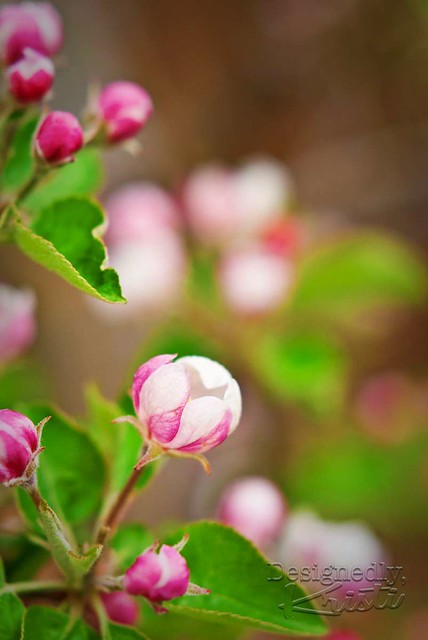 Apple Blossoms