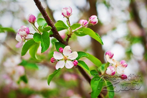 Apple Blossoms