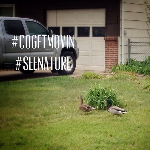 Saw this pair of mallards a long way from water while walking in the rain to the bus stop yesterday. I love slowing down and walking so I get to see and appreciate things like this!  #COgetmovin