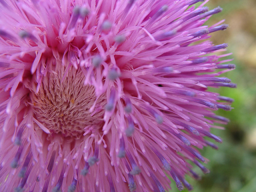 Thistle Bloom 2
