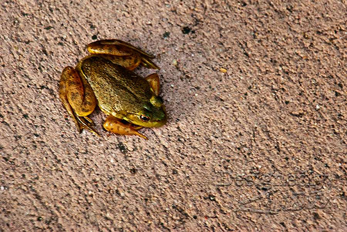 Poudre Trail Inhabitant