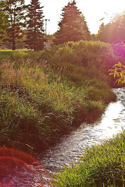 Spring Creek at Golden Hour