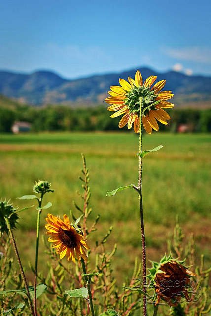 Flowers and Foothills