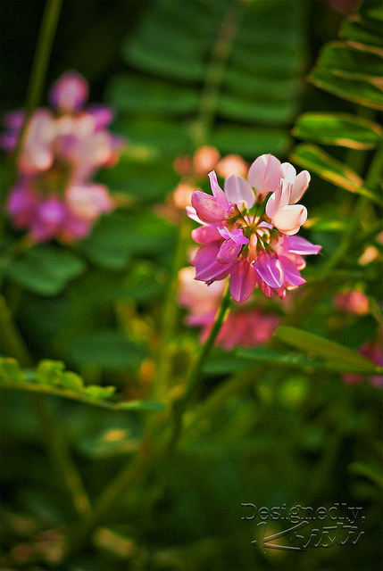 Mystery Flower