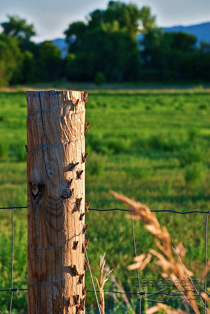 Grasshoppers on Post