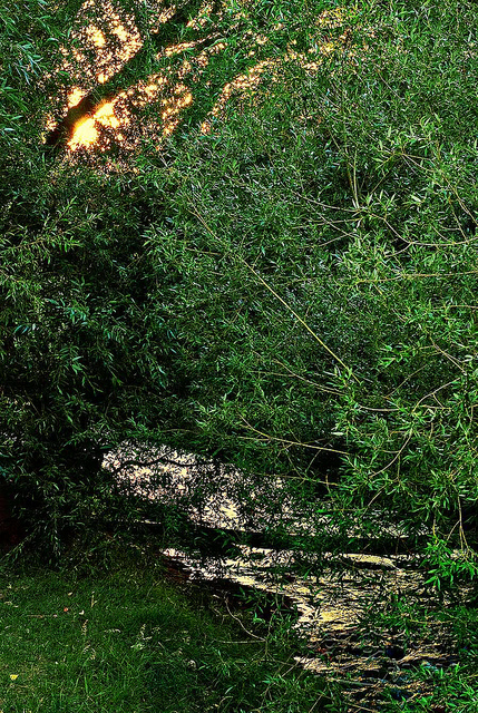 Spring Creek Sunset Through Trees