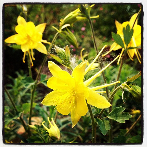 On the brighter side, the columbines are in bloom!