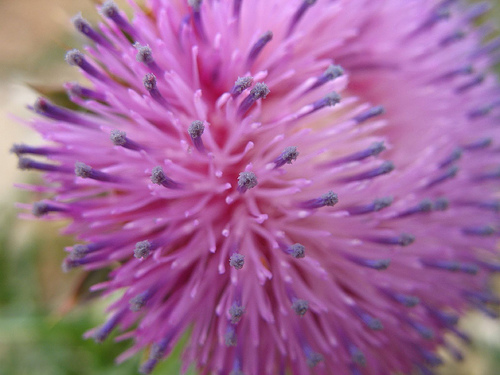 Thistle Bloom