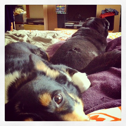 I was sick as a dog on my birthday (the 15th) and DH forgot it, but both dogs joined me in bed. Usually Emma doesn't during the day.