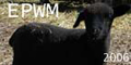 Estes Park Wool Market Atendees