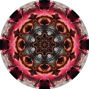 A mandala made from a close up photograph of fall leaves on the ground.