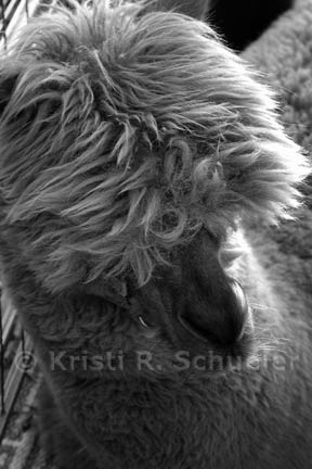 Alpaca close-up.