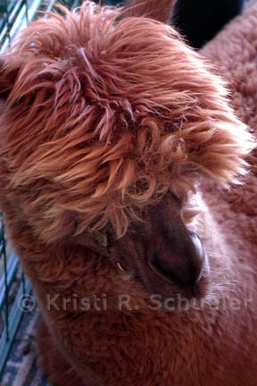 A close look at a yummy camel colored alpaca at the Estes Park Wool Market.