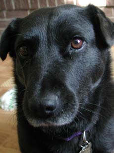 Emma dog!