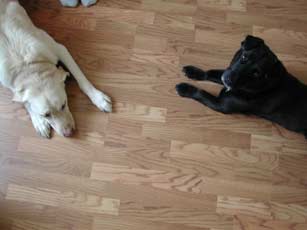 Emma and Gaston making friends.