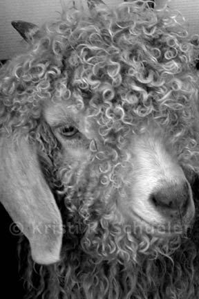 Curly or Moe?