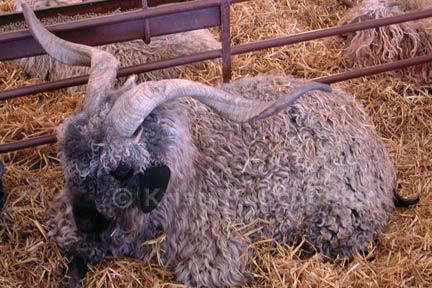 Holy Horns, Batman!