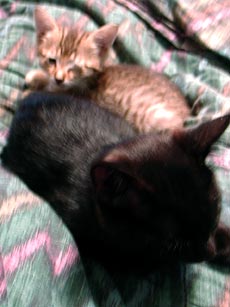 Amber's kittens from this year, Summit and Peri.