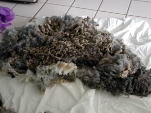 About 1 lb of grease fleece.