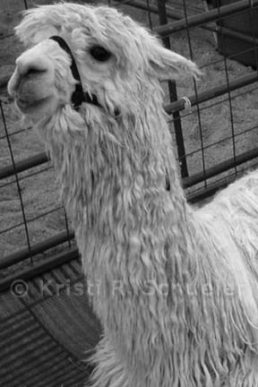 Suri Alpaca