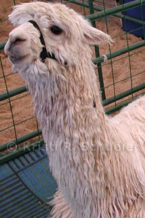A suri alapaca at the Estes Park Wool Festival.