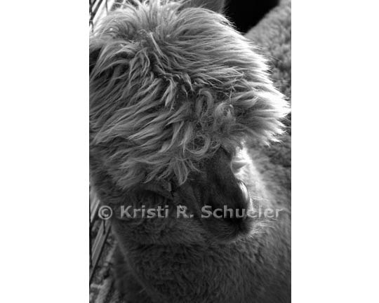 Alpaca Shyness, Black & White 4 X 6 in Print
