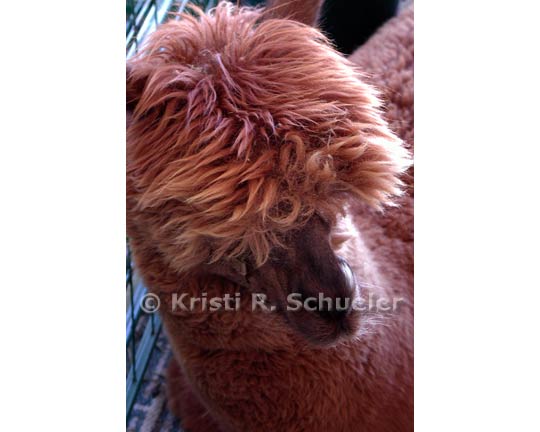 Shy Alpaca, Color 4 X 6 in Print