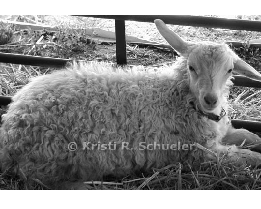 Happy Goat, Black & White 4 X 6 in Print