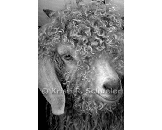 Curlylocks, Black & White 4 X 6 in Print