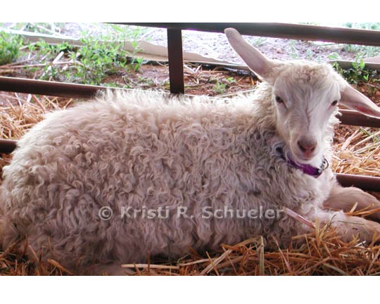 Happy Goat, Color 4 X 6 in Print