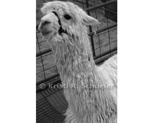 Suri Alpaca, Black & White 4 X 6 in