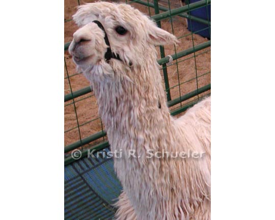 Suri Alpaca, Color 4 X 6 in Print